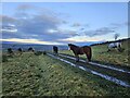 NZ1925 : Horses Near Brusselton Woods by Peter Bainbridge