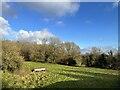 SD4078 : Field with water trough by Adrian Taylor