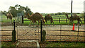 SP2744 : Camels, Whitehouse Farm by Derek Harper