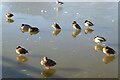 SO7204 : Mallards standing on a frozen pond by Philip Halling