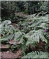 SO7978 : Foxgloves and bracken in Pigstyehill Coppice by Mat Fascione