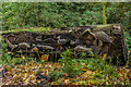 SY5684 : Chainsaw sculpture, Abbotsbury Subtropical Gardens by Ian Capper