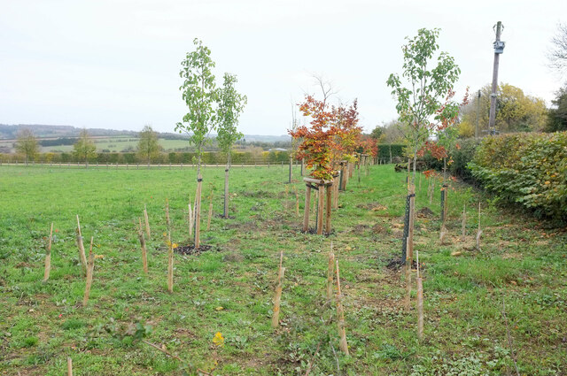 Young trees by Macmillan Way