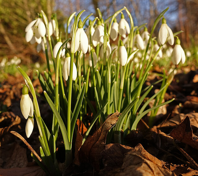 Snowdrops (Galanthus nivalis)