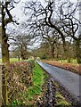 NZ0854 : Country lane in late winter by Robert Graham