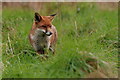 TQ3464 : Fox in the Wood by Peter Trimming