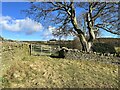 NY9550 : Field gate, Stot Hill by Adrian Taylor