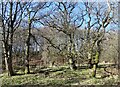 NZ0851 : Early spring woodland near the Derwent by Robert Graham