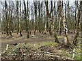 SJ8065 : Typical winter scene in Brereton Heath LNR by Jonathan Hutchins