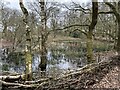 SJ7964 : Pool in Brereton Heath LNR by Jonathan Hutchins