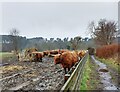 NZ1457 : Highland cattle in the mud by Robert Graham