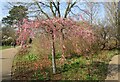 TQ0658 : RHS Wisley - Flowering Cherry by Colin Smith