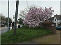 SU7771 : Flowering magnolia, Reading Road, Winnersh by Christine Johnstone