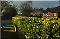 SX9065 : Hedge by Mount Stuart Hospital by Derek Harper