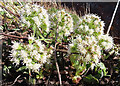 NJ3151 : White Butterbur (Petasites albus) by Anne Burgess