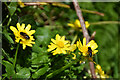 H4367 : Hoverflies, Stroancarbadagh by Kenneth  Allen