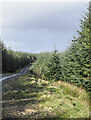 NY2188 : Coniferous plantation beside Woodhill Edge by Trevor Littlewood