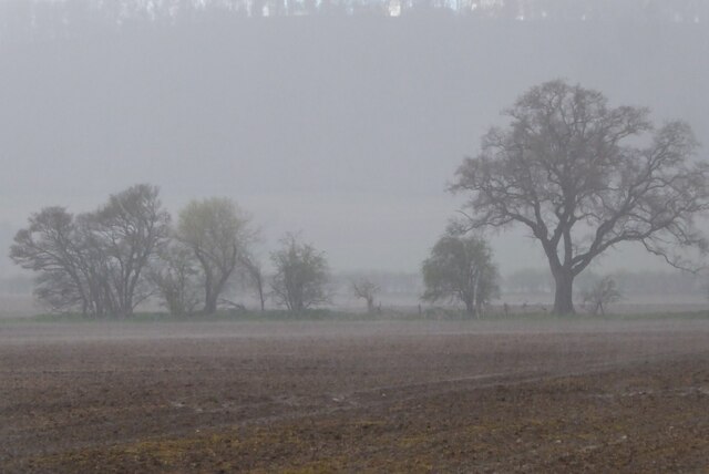 Trees in rain