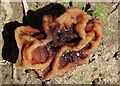 NJ3460 : Fungus by Anne Burgess