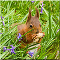 SZ5785 : Red Squirrel, Alverstone Mead Nature Reserve by Ian Capper