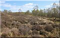 NS5476 : Heather moorland by Richard Sutcliffe