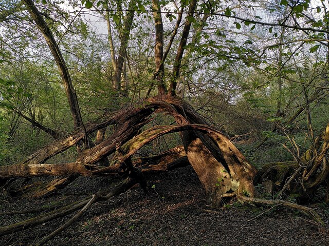 'Banana peel' tree, Coombe Abbey Park