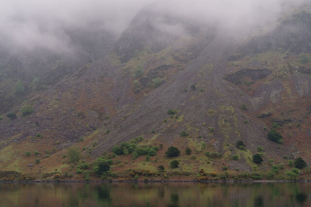 Trees on The Screes