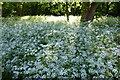 SO8832 : Cow parsley by Philip Halling