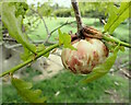 TQ8934 : Oak Apple Gall by Phil Brandon Hunter