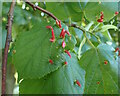 TQ7927 : Lime Nail Galls by Phil Brandon Hunter