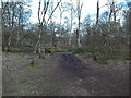 SK6168 : Footpath in Sherwood Forest (4) by Richard Vince