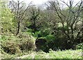 NZ1053 : Little wooded dene beside the Derwent Walk by Robert Graham