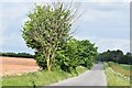 TL3338 : Road north from Therfield towards Therfield Heath by David Martin