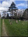 SO7701 : Churchyard trees, Coaley, Gloucestershire by Jaggery