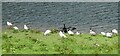 SW9741 : Caerhays Castle - Gulls and a cormorant (or shag) by Rob Farrow