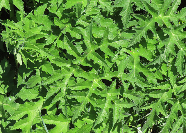 Hogweed Leaf Patterns