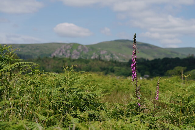 Eskdale Foxglove