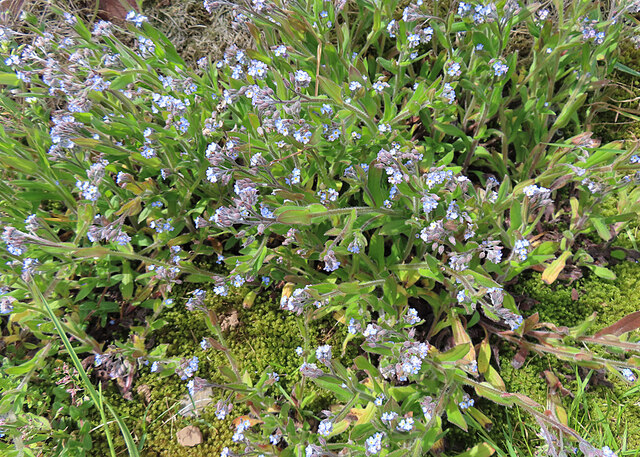 Field Forget-me-not (Myosotis arvense)