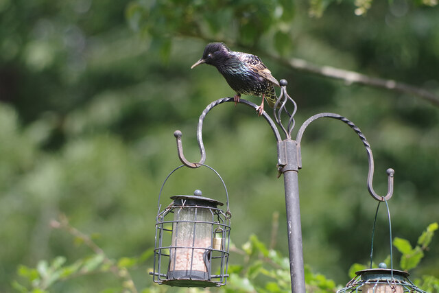 Starling at the bird feeder