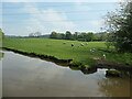 SJ9068 : Sheep and lambs, north of Crowholt Farm by Christine Johnstone