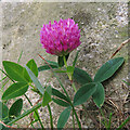 NJ2341 : Zigzag Clover (Trifolium medium) by Anne Burgess