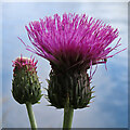 NJ2442 : Melancholy Thistle (Cirsium heterophyllum) by Anne Burgess