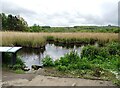 NZ3355 : Reedbed at Washington Wetland by Robert Graham