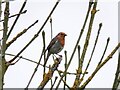 SJ5686 : Robin, Sankey Canal by Emily Harrop