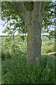 TF1034 : Trunk of an Ash tree by Bob Harvey