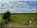 ST4124 : Cows in a Somerset field by David Lally