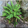 NT3852 : Rustyback (Asplenium ceterach) by Anne Burgess