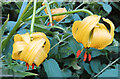 NT3652 : Pyrenean Lily (Lilium pyrenaicum) by Anne Burgess