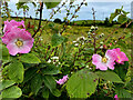 H4964 : Wild roses, Moylagh by Kenneth  Allen