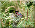 TQ8933 : Limes Land Tenterden - Six-spot Burnet Moth by Phil Brandon Hunter